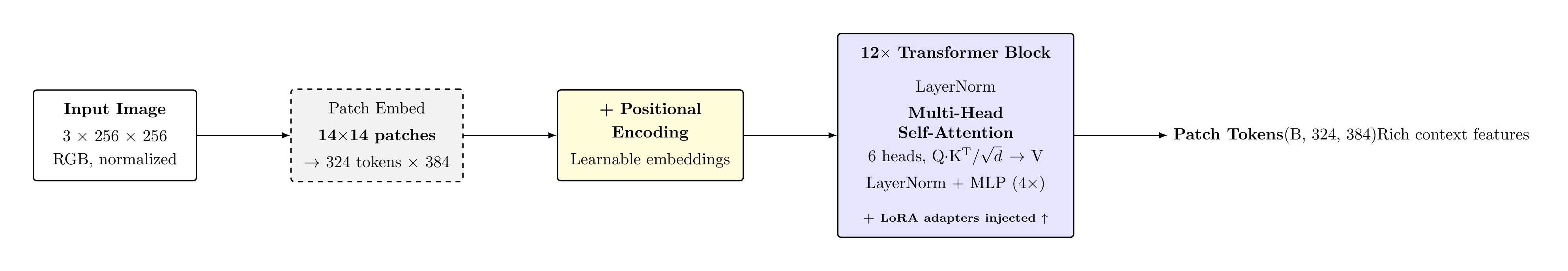DINOv2 Patch Encoder Flowchart
